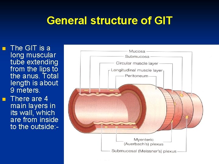 General structure of GIT The GIT is a long muscular tube extending from the
