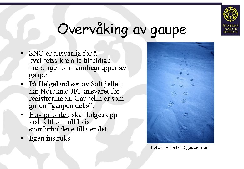 Overvåking av gaupe • SNO er ansvarlig for å kvalitetssikre alle tilfeldige meldinger om