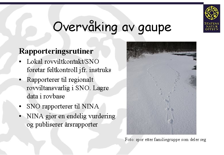 Overvåking av gaupe Rapporteringsrutiner • Lokal rovviltkontakt/SNO foretar feltkontroll jfr. instruks • Rapporterer til