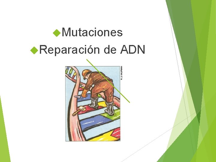  Mutaciones Reparación de ADN 