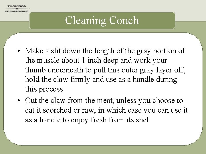 Cleaning Conch • Make a slit down the length of the gray portion of