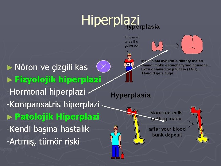 Hiperplazi ► Nöron ve çizgili kas ► Fizyolojik hiperplazi -Hormonal hiperplazi -Kompansatris hiperplazi ►