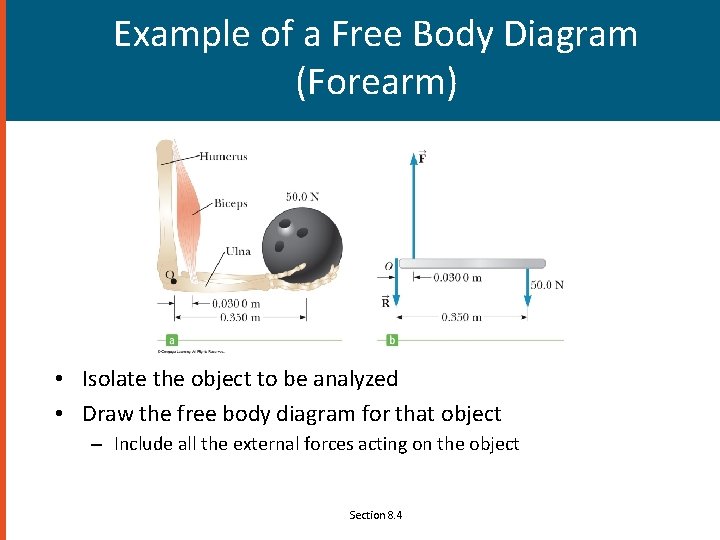 Example of a Free Body Diagram (Forearm) • Isolate the object to be analyzed