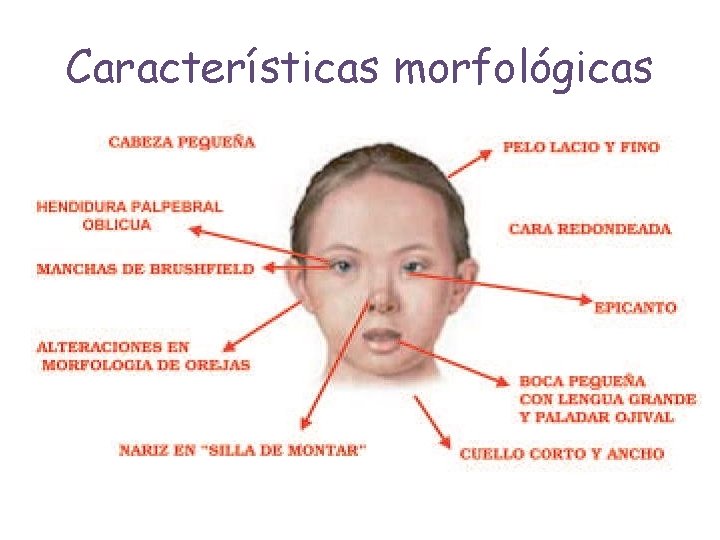 Características morfológicas 