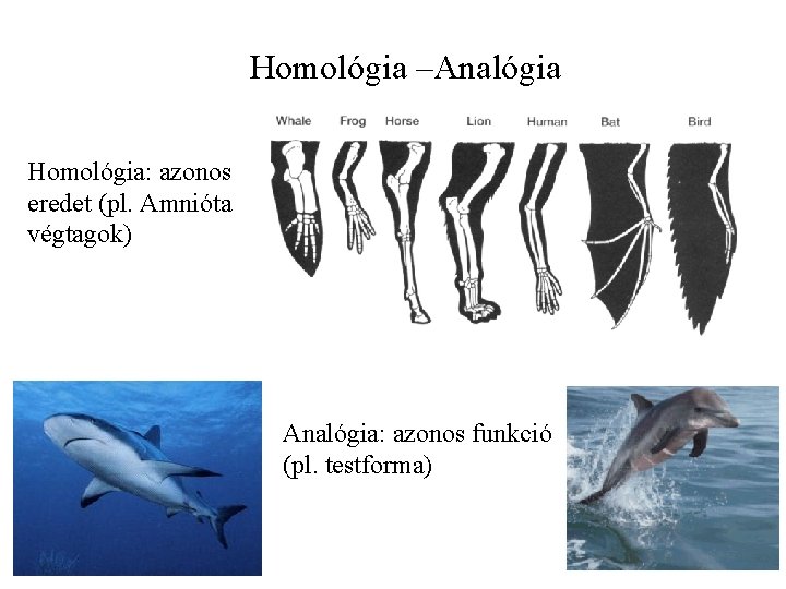 Homológia –Analógia Homológia: azonos eredet (pl. Amnióta végtagok) Analógia: azonos funkció (pl. testforma) 