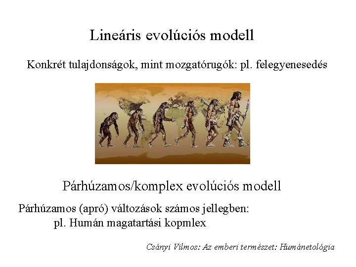 Lineáris evolúciós modell Konkrét tulajdonságok, mint mozgatórugók: pl. felegyenesedés Párhúzamos/komplex evolúciós modell Párhúzamos (apró)