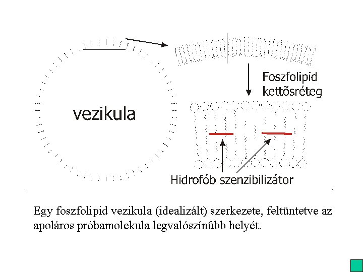 Egy foszfolipid vezikula (idealizált) szerkezete, feltüntetve az apoláros próbamolekula legvalószínűbb helyét. 