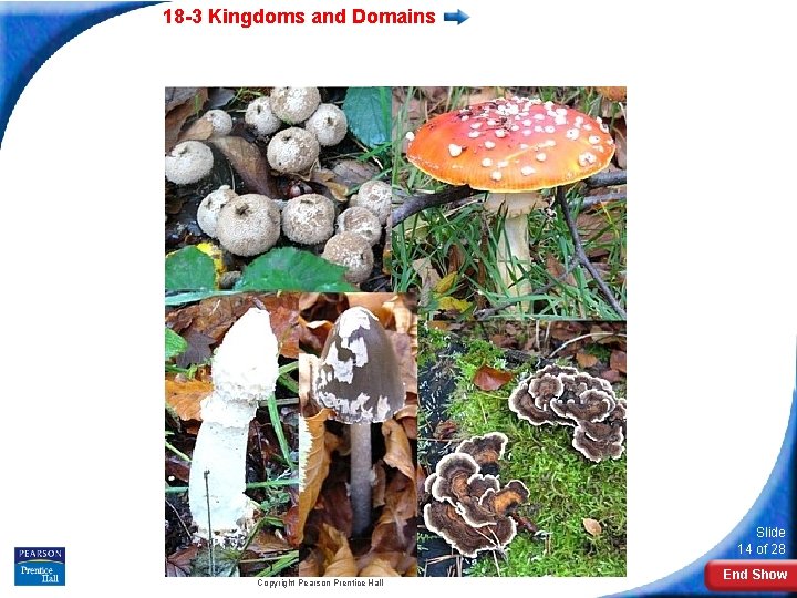 18 -3 Kingdoms and Domains Slide 14 of 28 Copyright Pearson Prentice Hall End