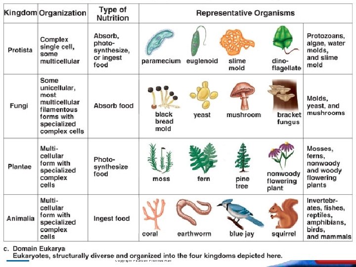 18 -3 Kingdoms and Domains Slide 20 of 28 Copyright Pearson Prentice Hall End