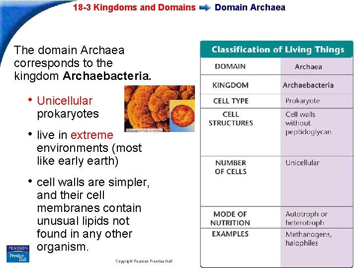 18 -3 Kingdoms and Domains Domain Archaea The domain Archaea corresponds to the kingdom