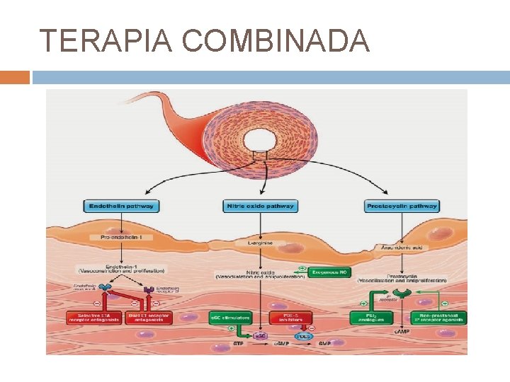 TERAPIA COMBINADA 