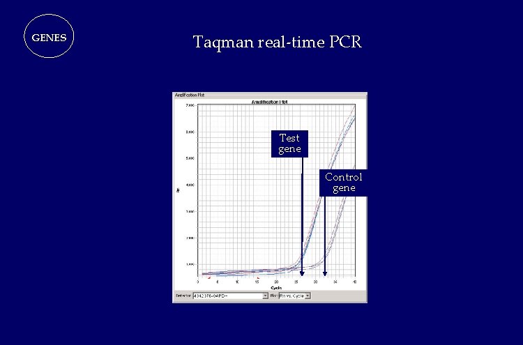 GENES Taqman real-time PCR Test gene Control gene GENES Taqman real-time PCR Test gene Control gene