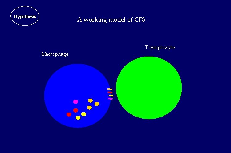 Hypothesis A working model of CFS T lymphocyte Macrophage Hypothesis A working model of CFS T lymphocyte Macrophage