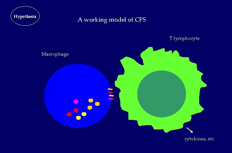 Hypothesis A working model of CFS T lymphocyte Macrophage cytokines, etc Hypothesis A working model of CFS T lymphocyte Macrophage cytokines, etc