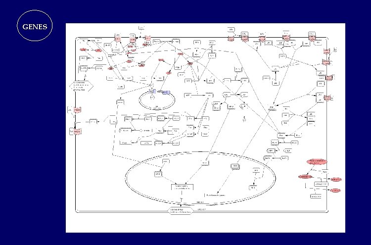 GENES GENES