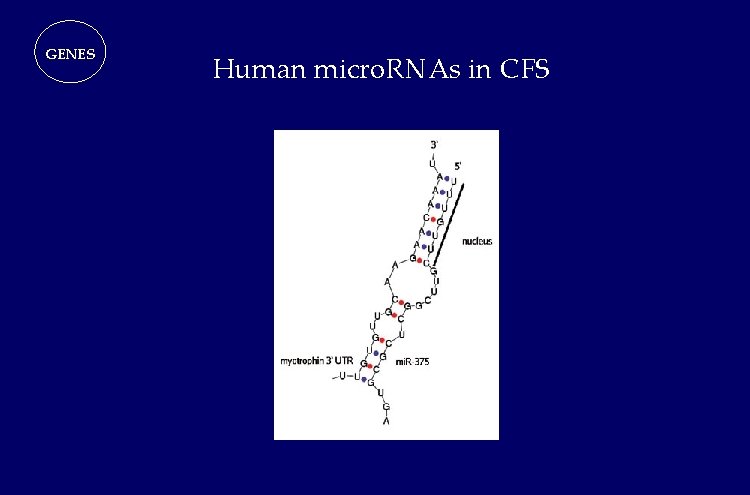 GENES Human micro. RNAs in CFS GENES Human micro. RNAs in CFS