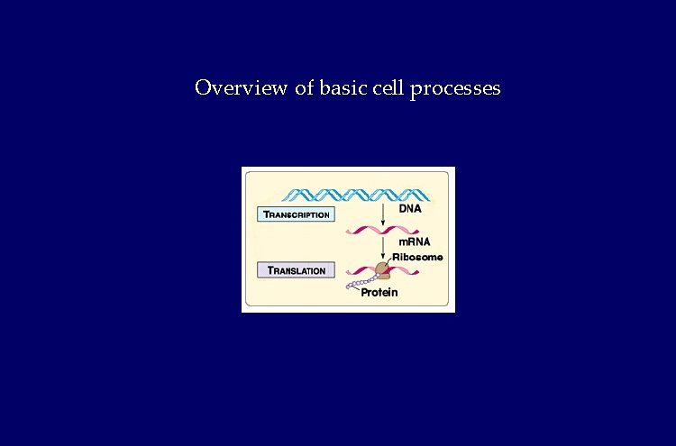 Overview of basic cell processes Overview of basic cell processes
