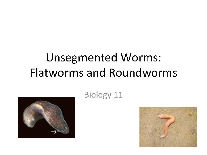Unsegmented Worms: Flatworms and Roundworms Biology 11 