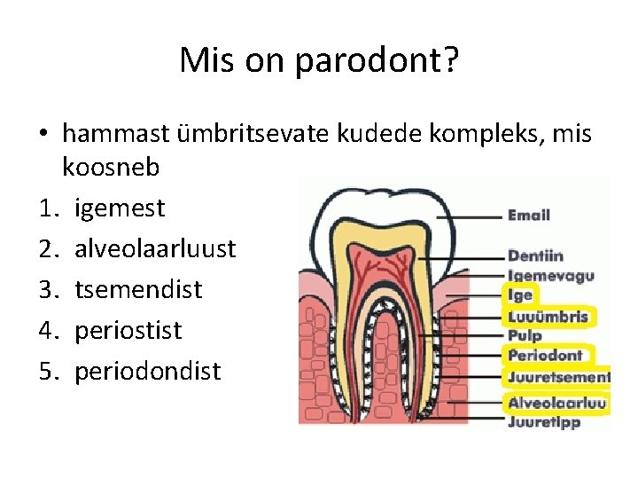 Mis on parodont? • hammast ümbritsevate kudede kompleks, mis koosneb 1. igemest 2. alveolaarluust