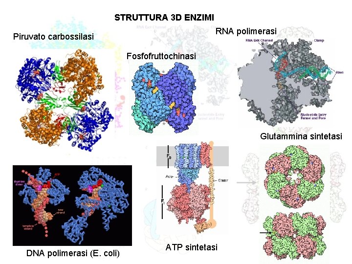 STRUTTURA 3 D ENZIMI RNA polimerasi Piruvato carbossilasi Fosfofruttochinasi Glutammina sintetasi DNA polimerasi (E.