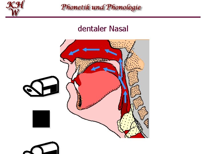 dentaler Nasal / n 