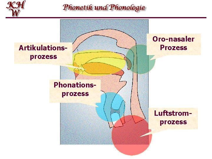 Artikulationsprozess Oro-nasaler Prozess Phonationsprozess Luftstromprozess 