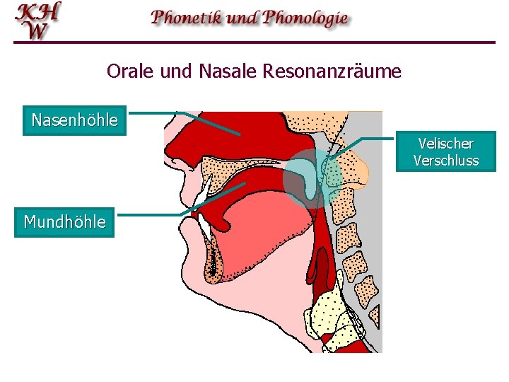 Orale und Nasale Resonanzräume Nasenhöhle Velischer Verschluss Mundhöhle 