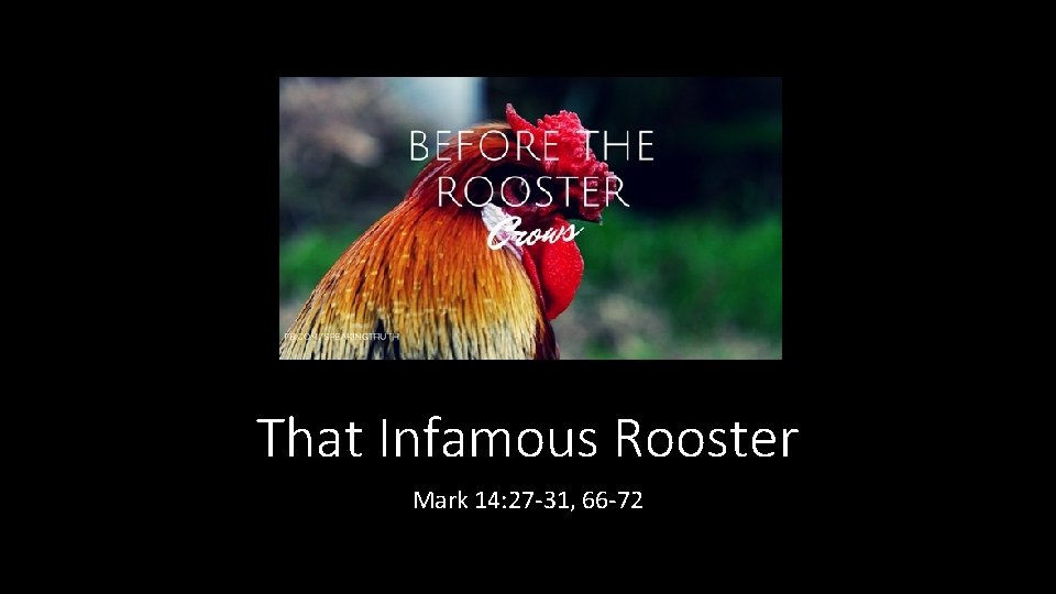 That Infamous Rooster Mark 14: 27 -31, 66 -72 
