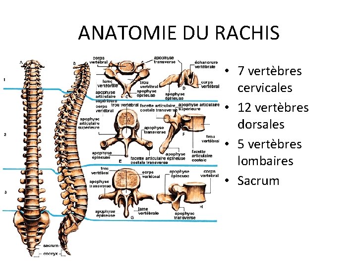ANATOMIE DU RACHIS • 7 vertèbres cervicales • 12 vertèbres dorsales • 5 vertèbres