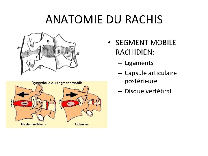 ANATOMIE DU RACHIS • SEGMENT MOBILE RACHIDIEN: – Ligaments – Capsule articulaire postérieure –