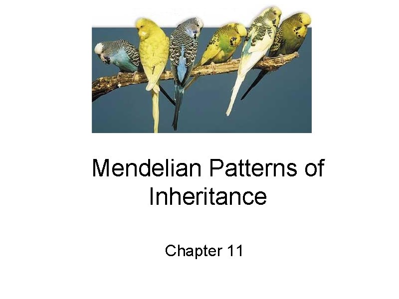 Mendelian Patterns of Inheritance Chapter 11 