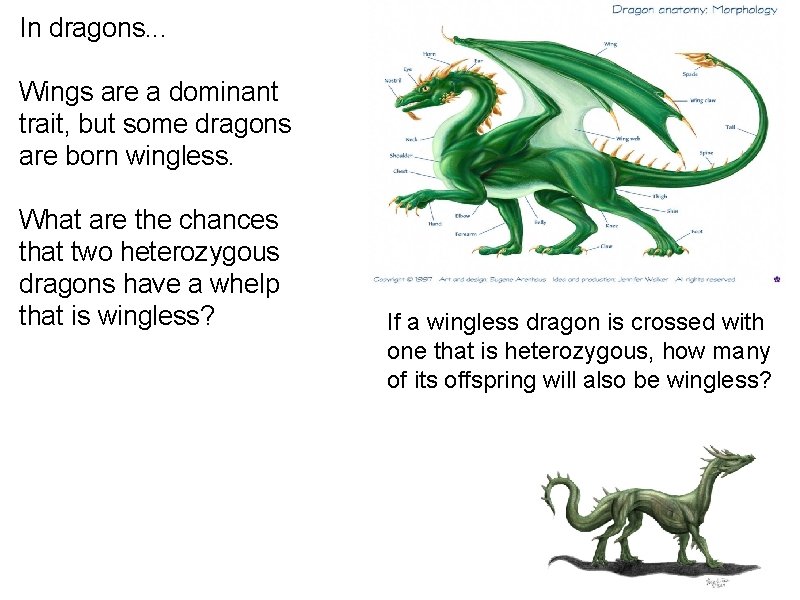 In dragons. . . Wings are a dominant trait, but some dragons are born