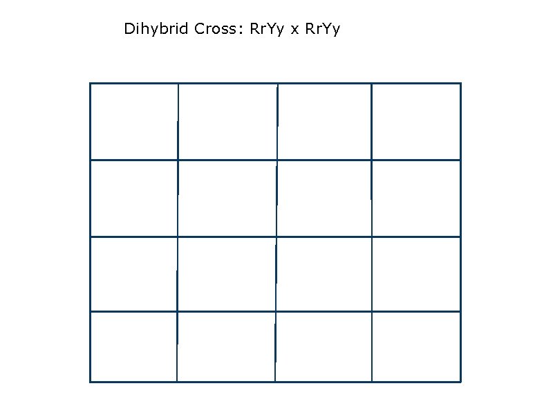 Dihybrid Cross: Rr. Yy x Rr. Yy 