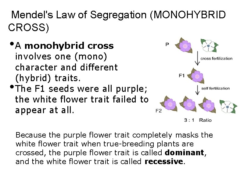 Mendel's Law of Segregation (MONOHYBRID CROSS) • A monohybrid cross • involves one (mono)