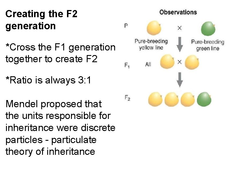 Creating the F 2 generation *Cross the F 1 generation together to create F