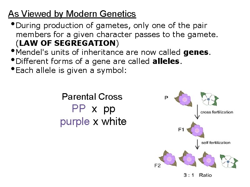 As Viewed by Modern Genetics • During production of gametes, only one of the