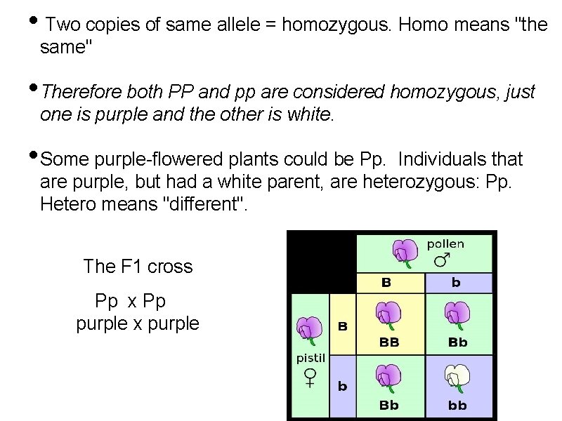  • Two copies of same allele = homozygous. Homo means "the same" •
