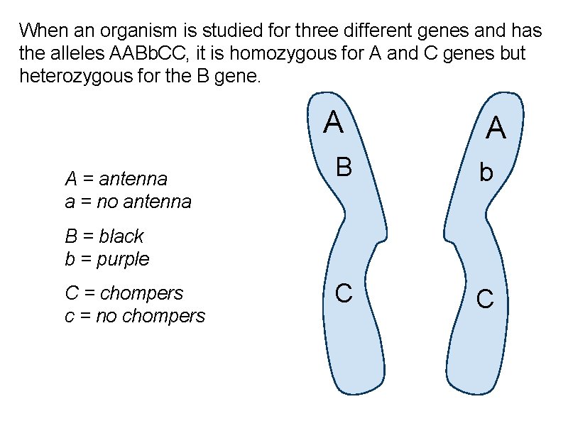 When an organism is studied for three different genes and has the alleles AABb.