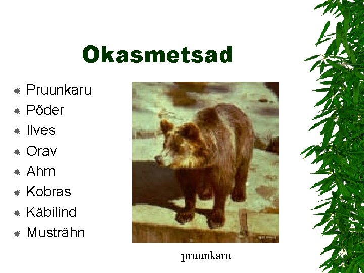 Okasmetsad Pruunkaru Põder Ilves Orav Ahm Kobras Käbilind Musträhn pruunkaru 
