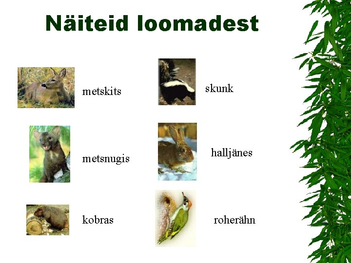 Näiteid loomadest metskits skunk metsnugis halljänes kobras roherähn 