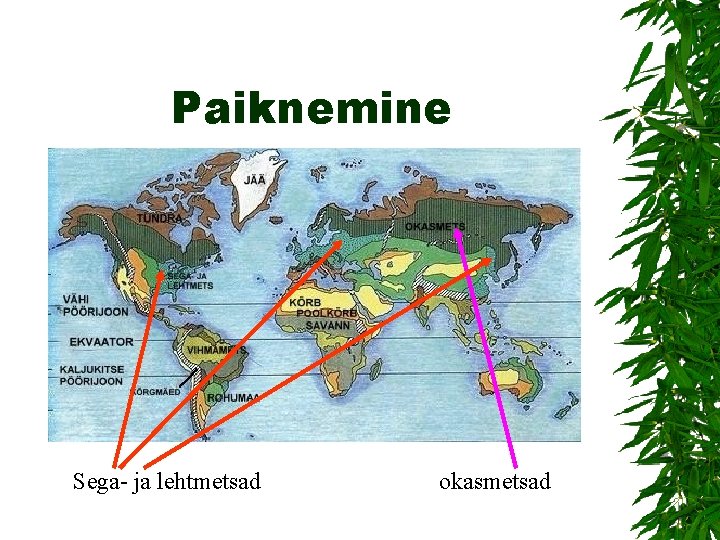 Paiknemine Sega- ja lehtmetsad okasmetsad 