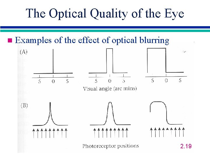 The Optical Quality of the Eye n Examples of the effect of optical blurring