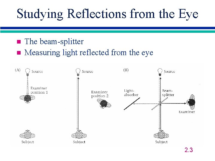 Studying Reflections from the Eye n n The beam-splitter Measuring light reflected from the