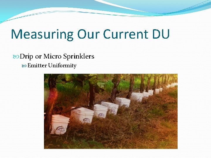 Measuring Our Current DU Drip or Micro Sprinklers Emitter Uniformity 