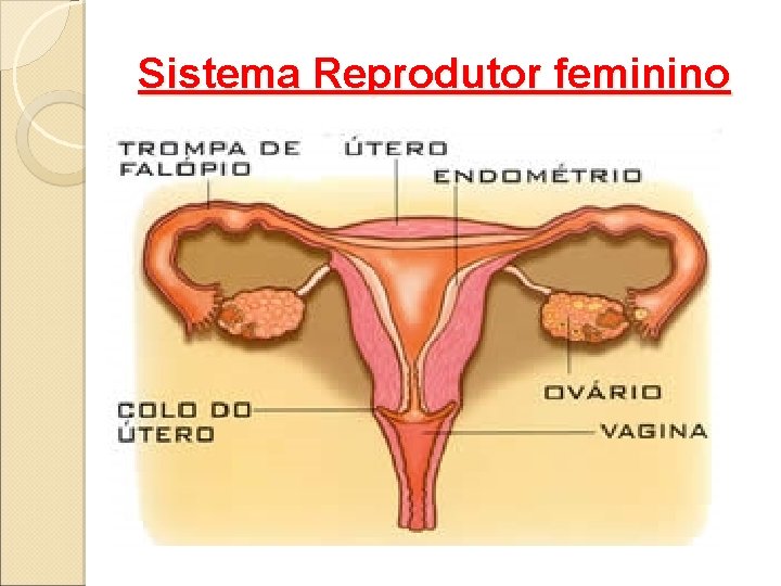 Sistema Reprodutor feminino 