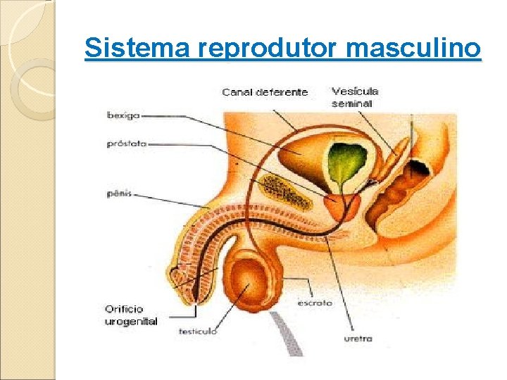 Sistema reprodutor masculino 