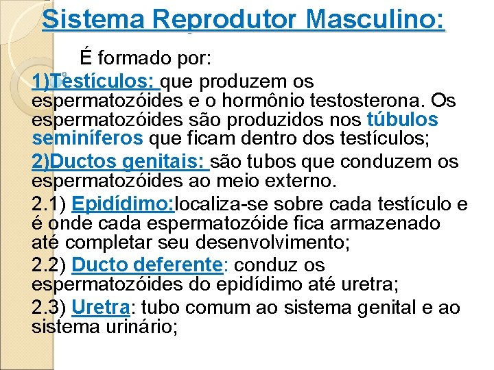 Sistema Reprodutor Masculino: É formado por: 1)Testículos: que produzem os espermatozóides e o hormônio