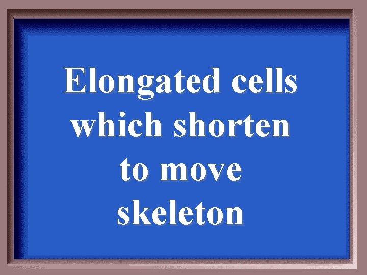 Elongated cells which shorten to move skeleton 