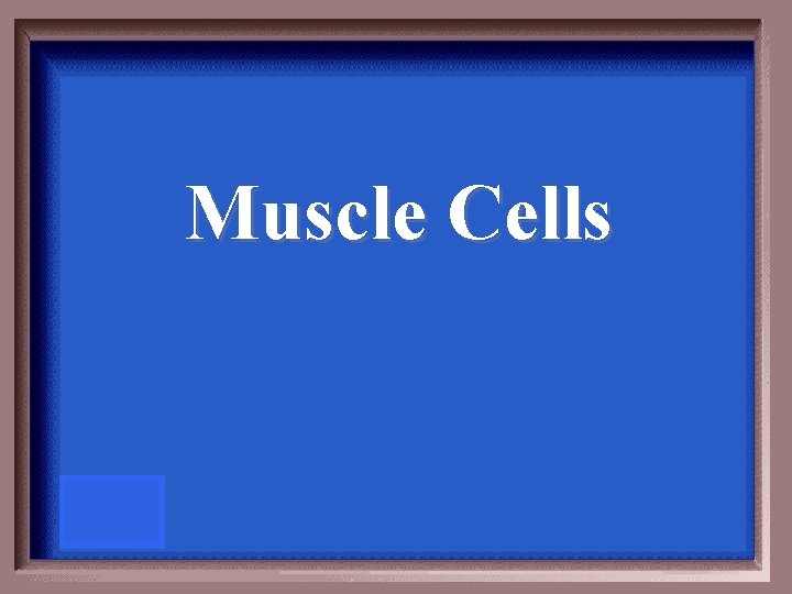 Muscle Cells 