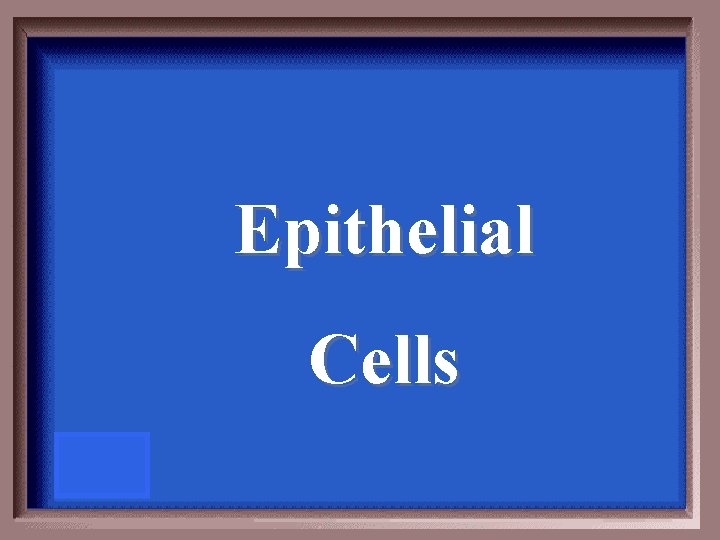 Epithelial Cells 